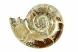 Polished, Sutured Ammonite (Eotetragonites?) Fossil - Madagascar #287601-1